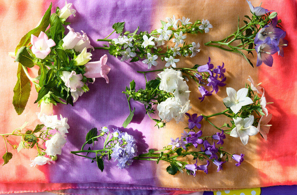 Campanula: Woonplant van de maand april 2020