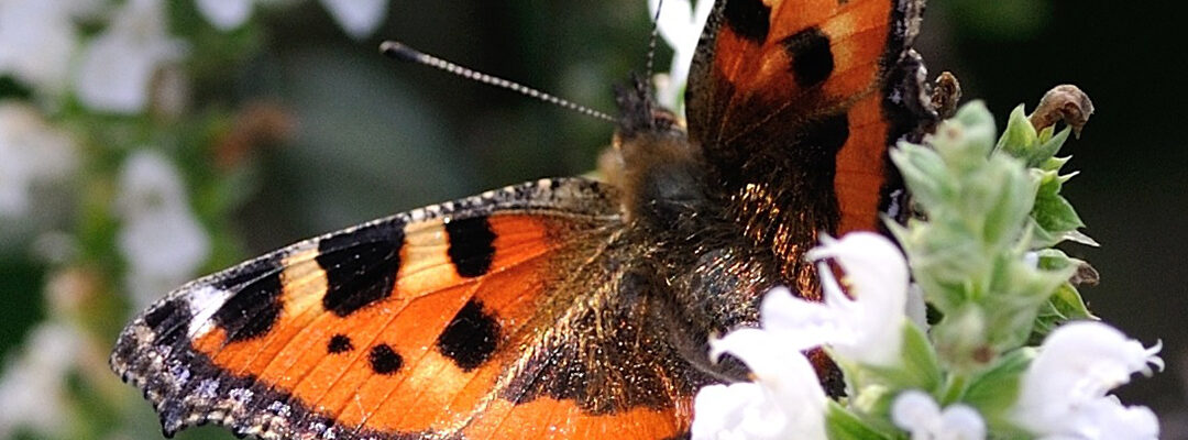 Juni: tuintips