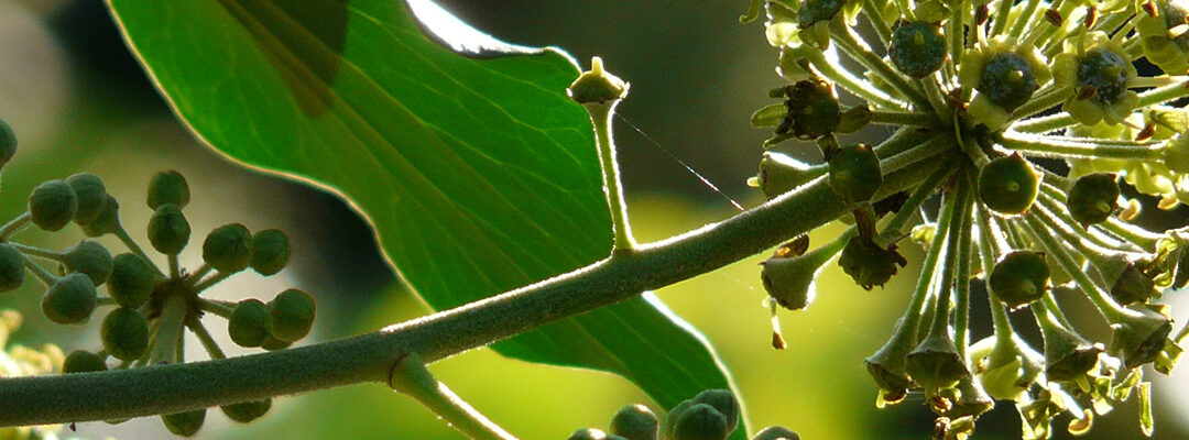 Tuintips December