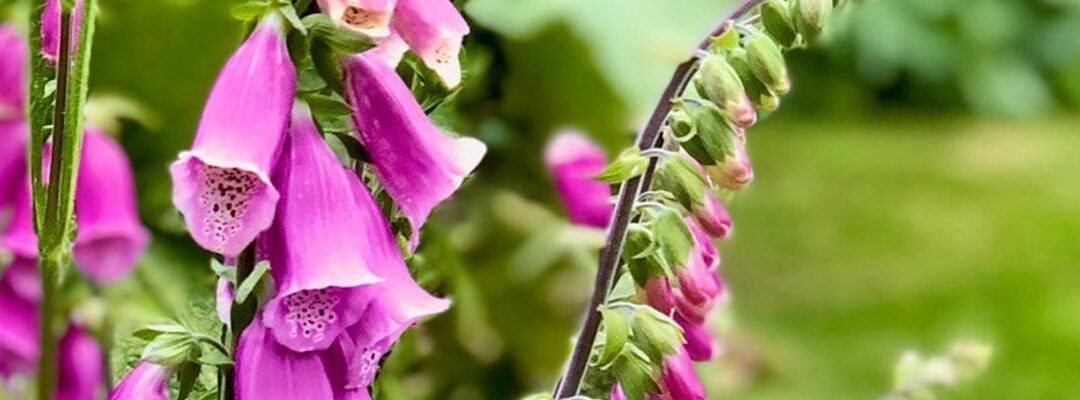 Planten juli