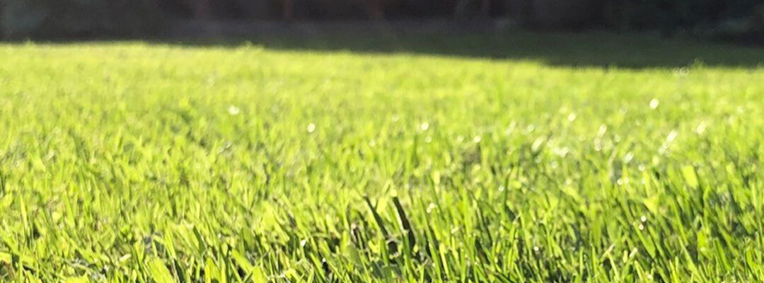 Tuintips februari