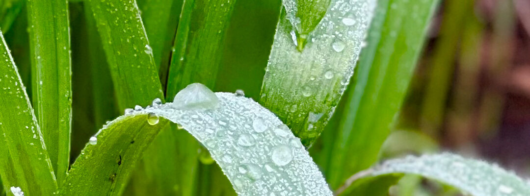 Planten februari