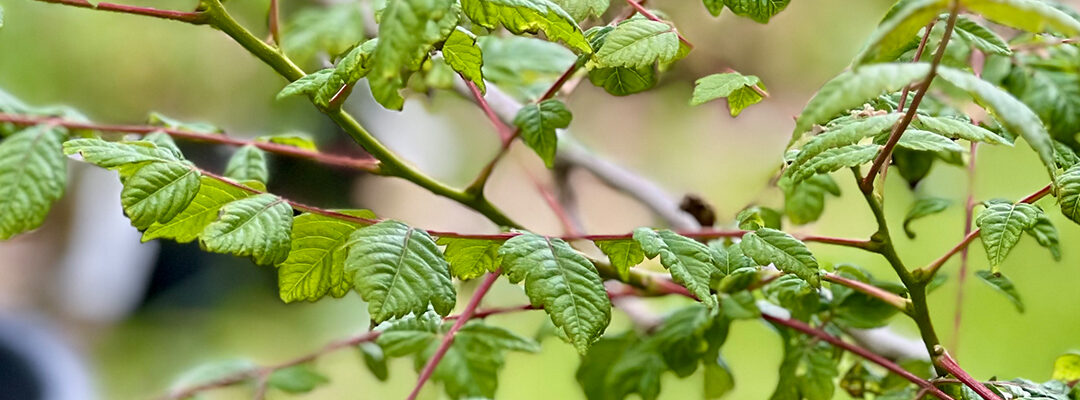 Planten augustus