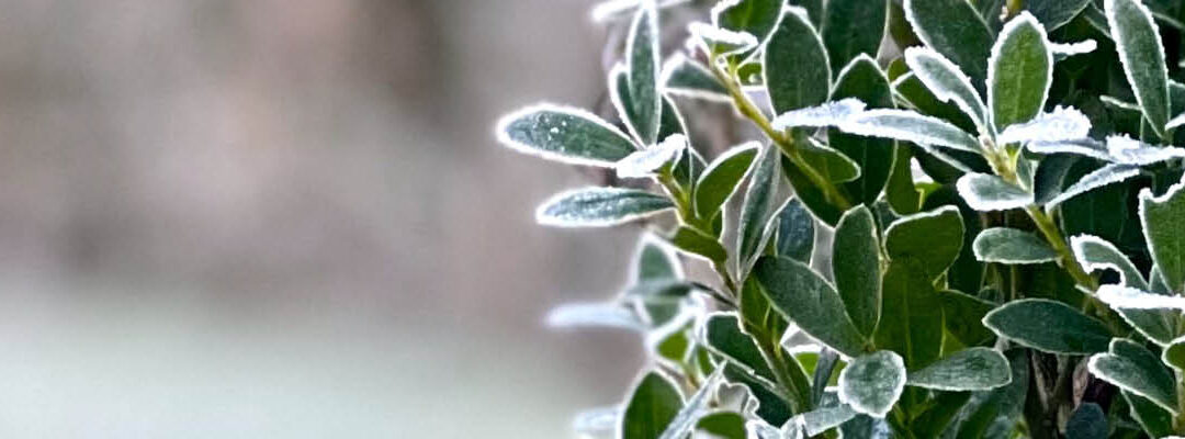 Planten november
