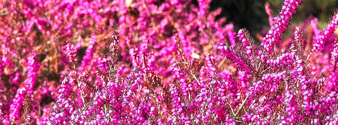 Kleur in de tuin