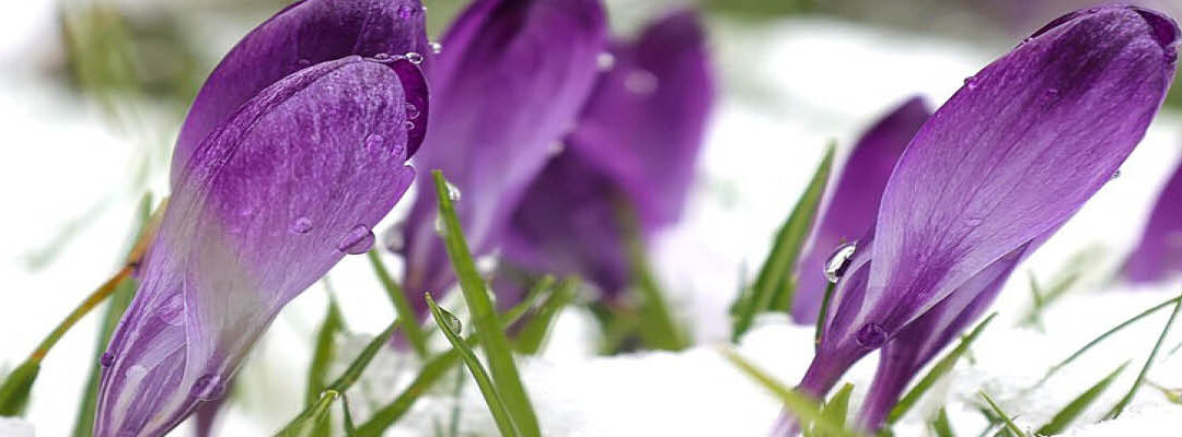 Fris tuinbegin